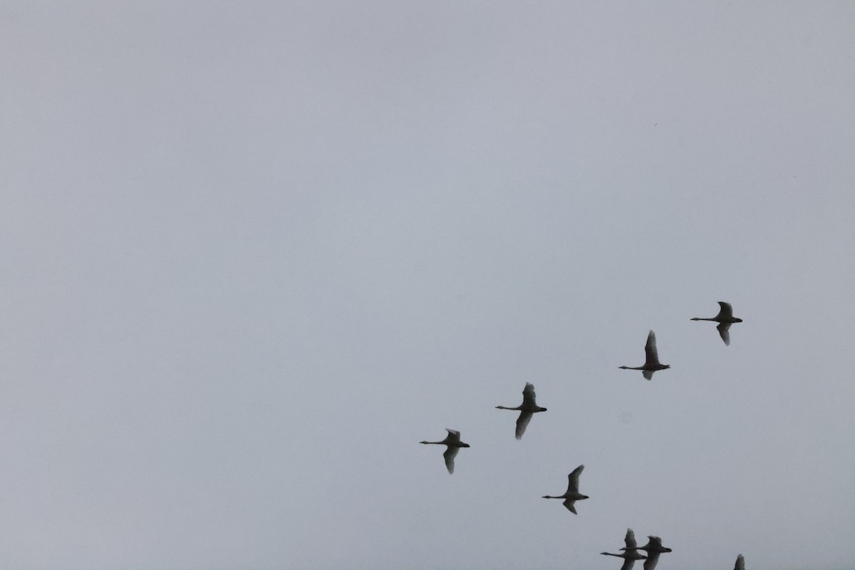 Tundra Swan - ML635941356