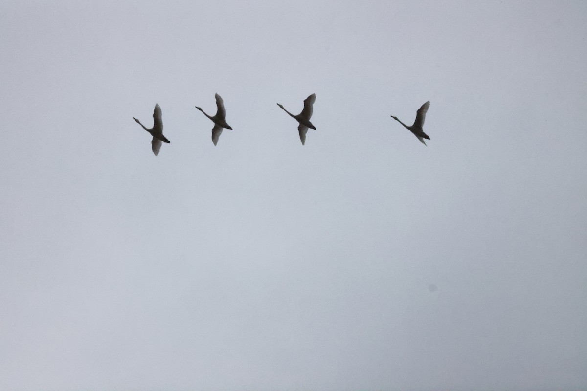 Tundra Swan - ML635941357