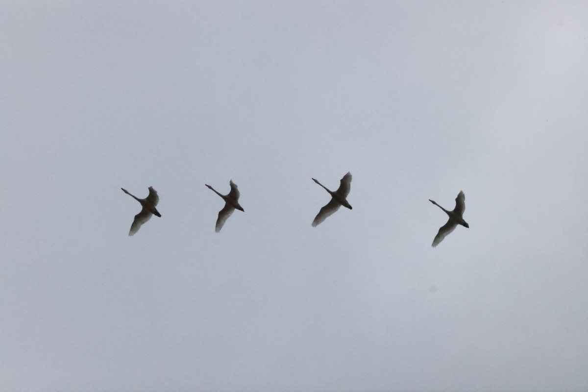 Tundra Swan - ML635941358