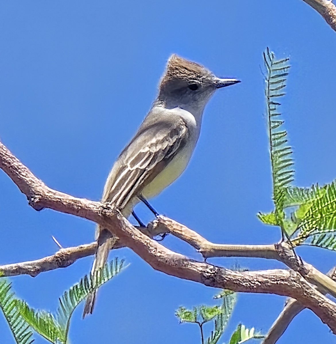 Ash-throated Flycatcher - ML635941380