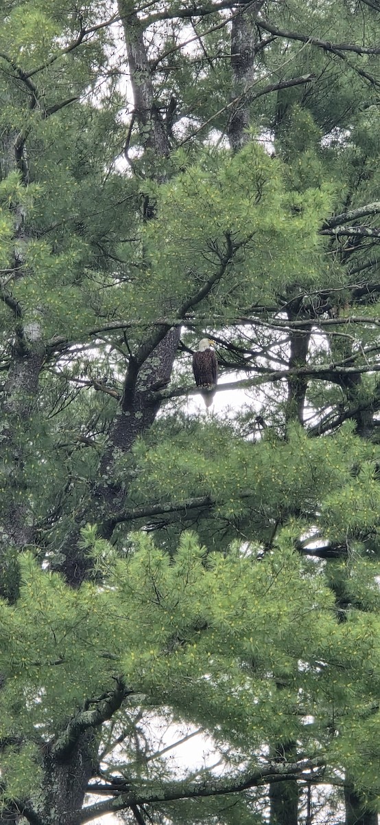 Bald Eagle - ML635941398