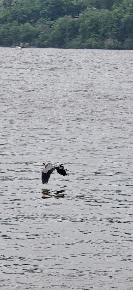 Great Blue Heron - ML635941438