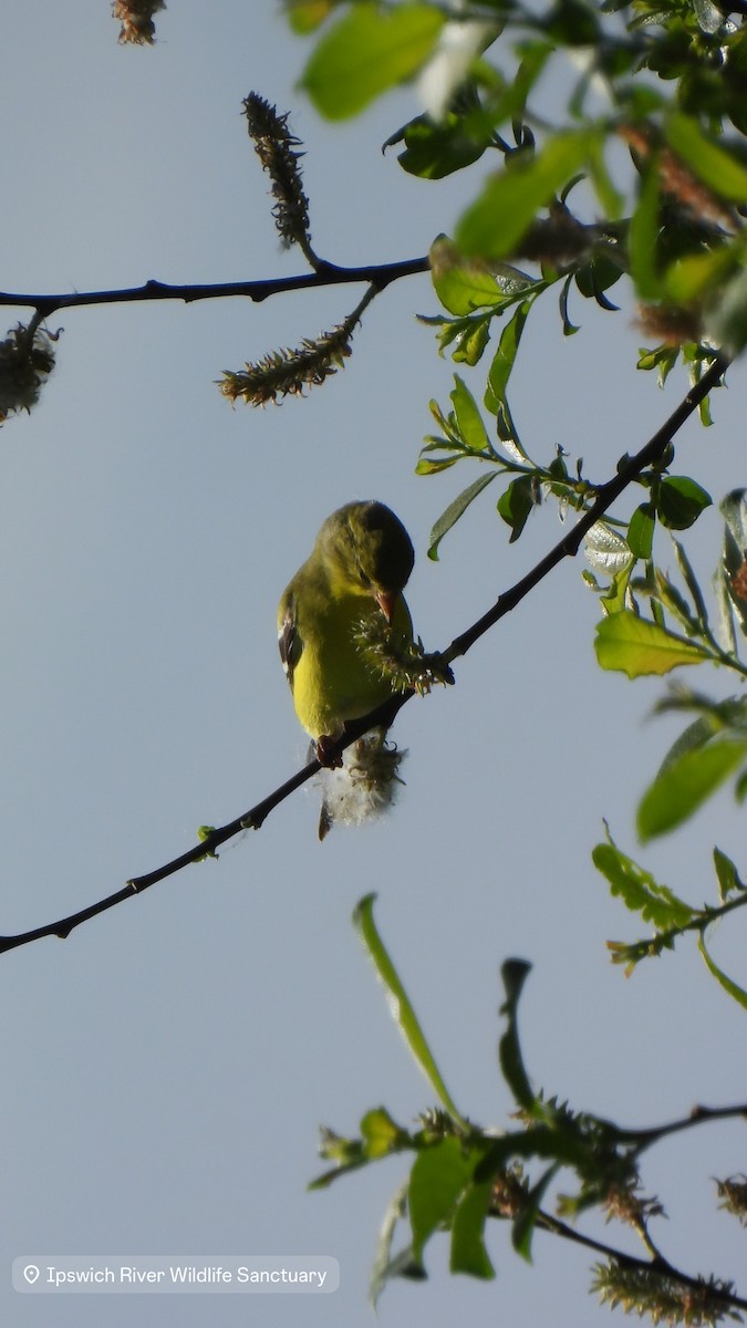 American Goldfinch - ML635941439