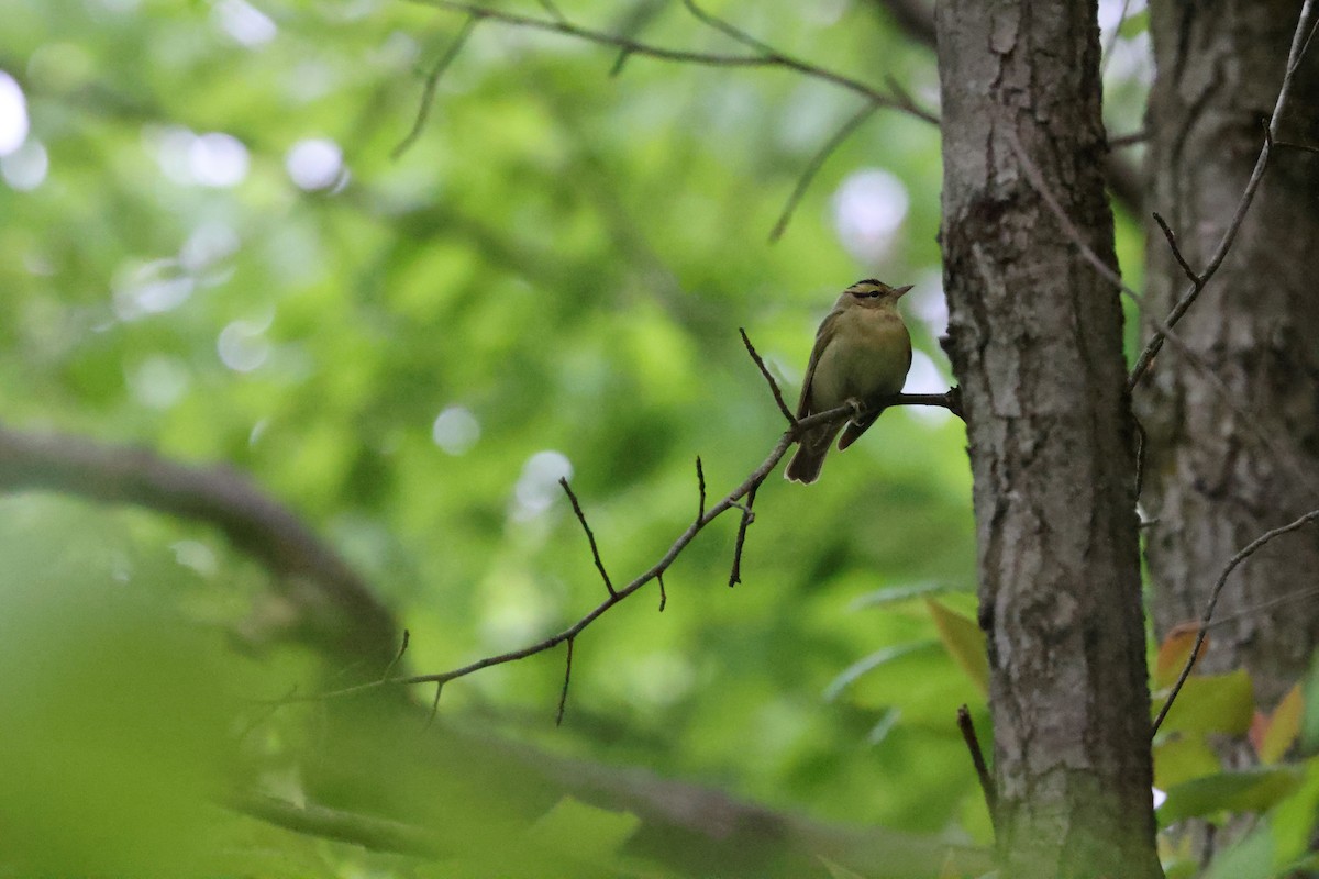 Worm-eating Warbler - ML635941495