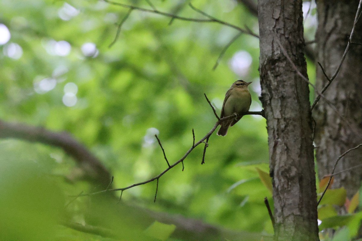 Worm-eating Warbler - ML635941496