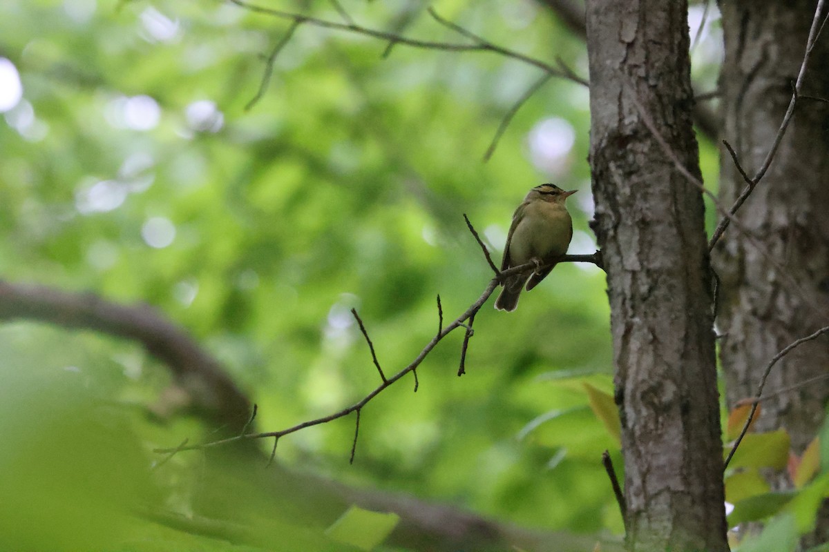Worm-eating Warbler - ML635941497