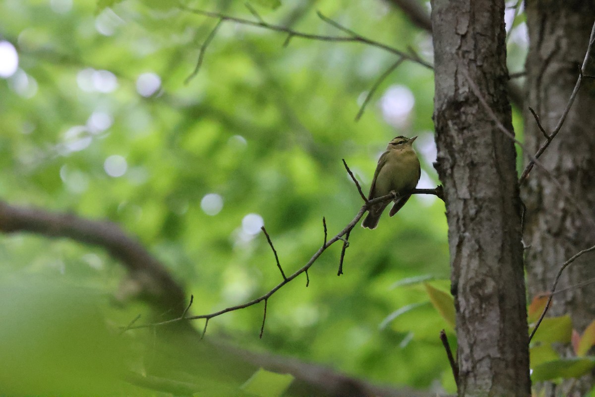 Worm-eating Warbler - ML635941498