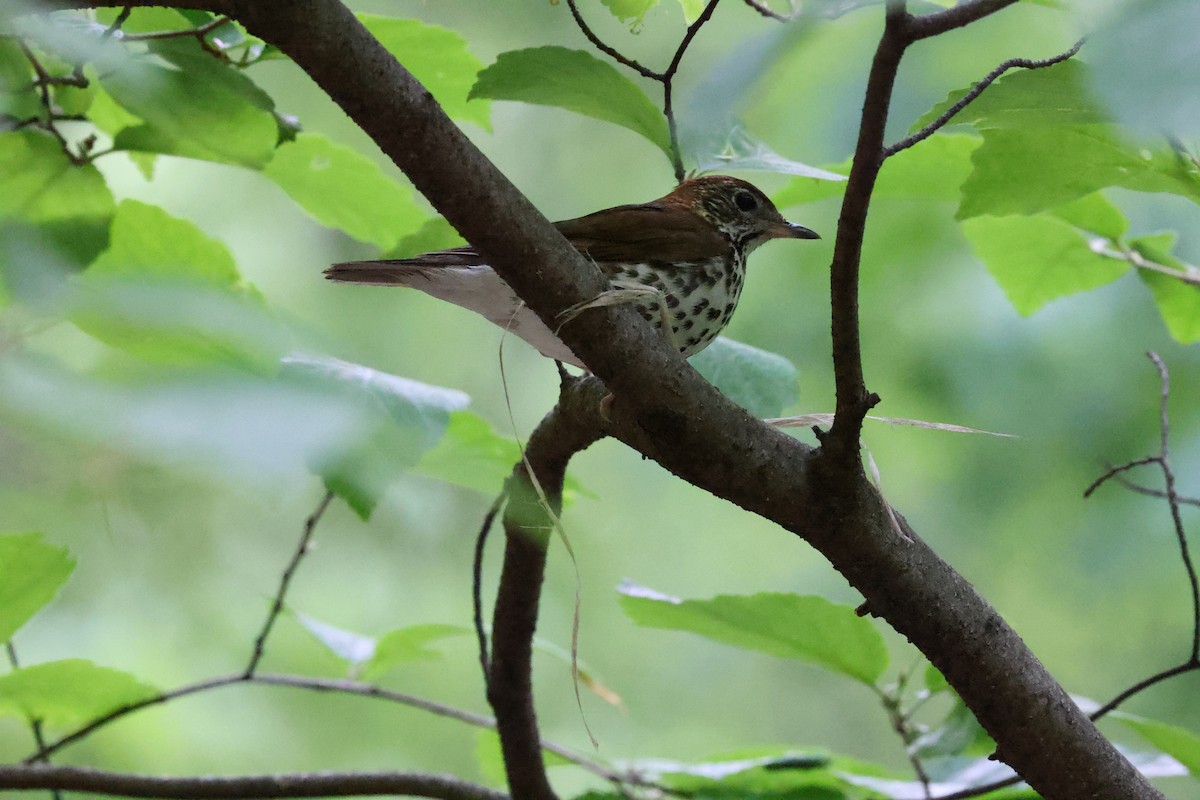 Wood Thrush - ML635941521