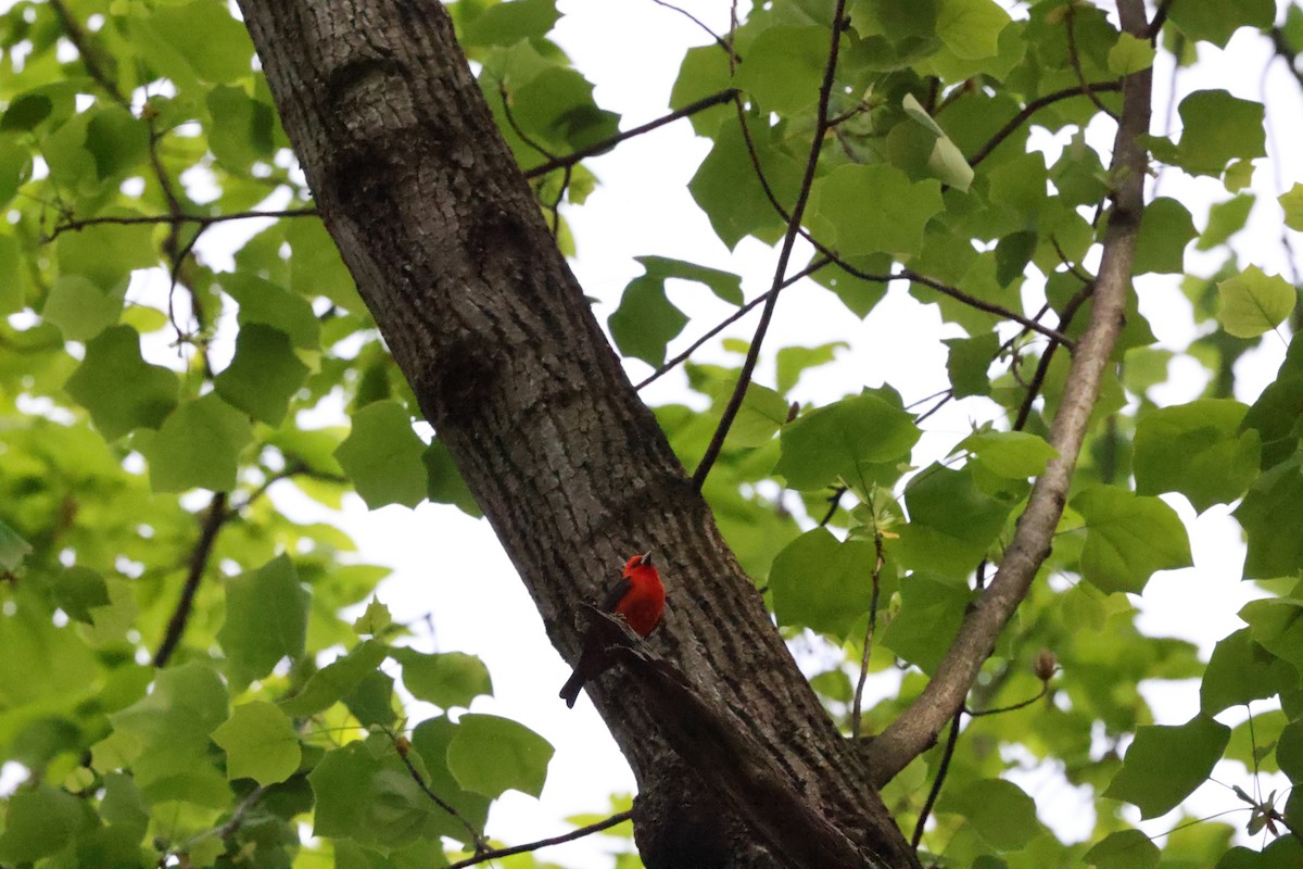 Scarlet Tanager - ML635941542