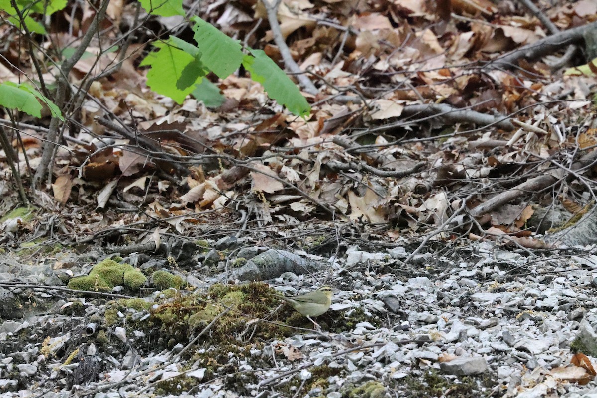 Worm-eating Warbler - ML635941560