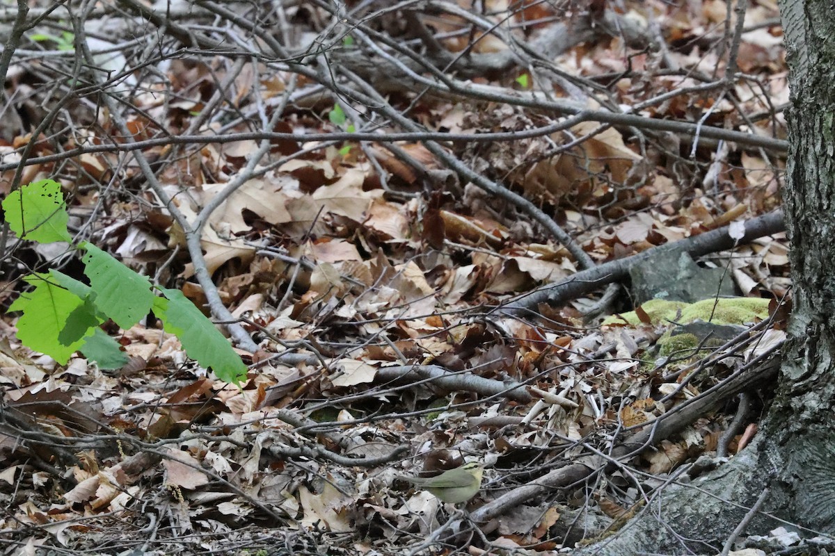 Worm-eating Warbler - ML635941561