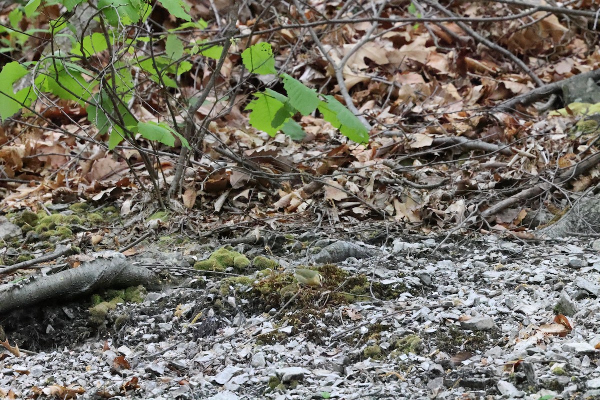 Worm-eating Warbler - ML635941562