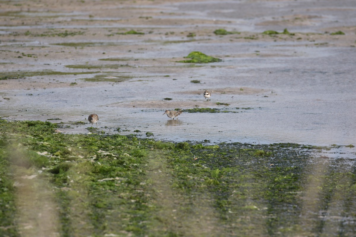 Sharp-tailed Sandpiper - ML635941733