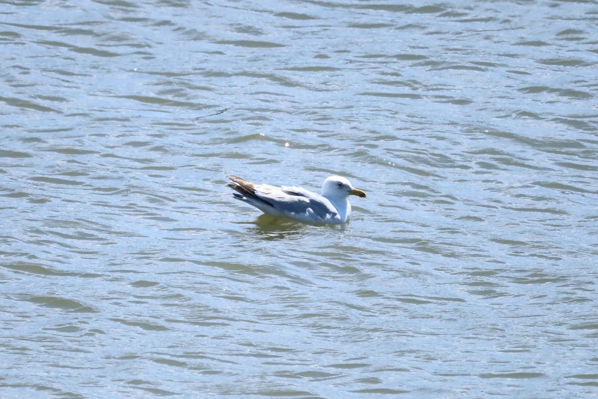 European Herring Gull - ML635941734