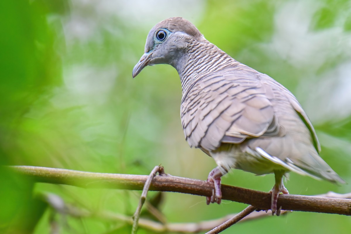 Zebra Dove - ML635941735