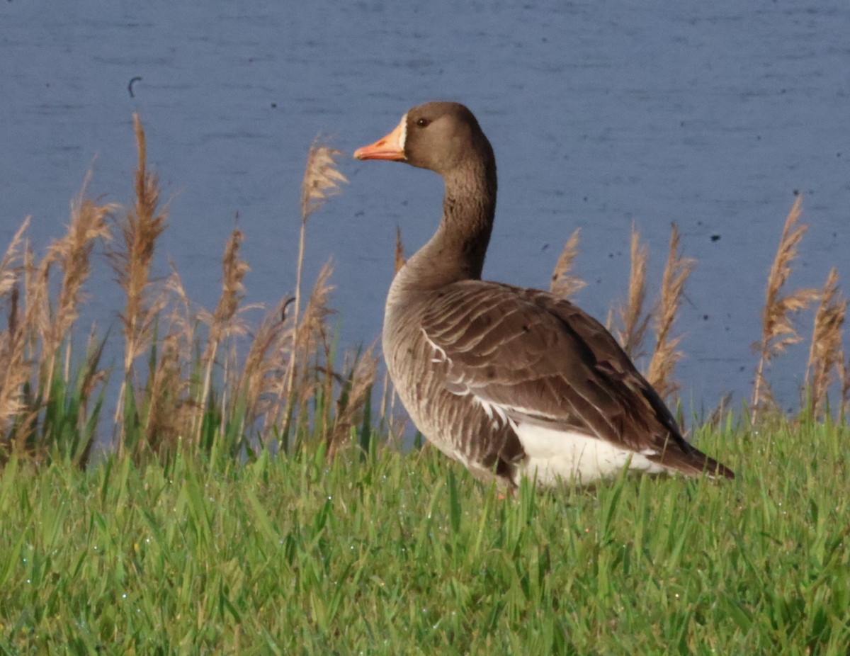 Greater White-fronted Goose - ML635941736