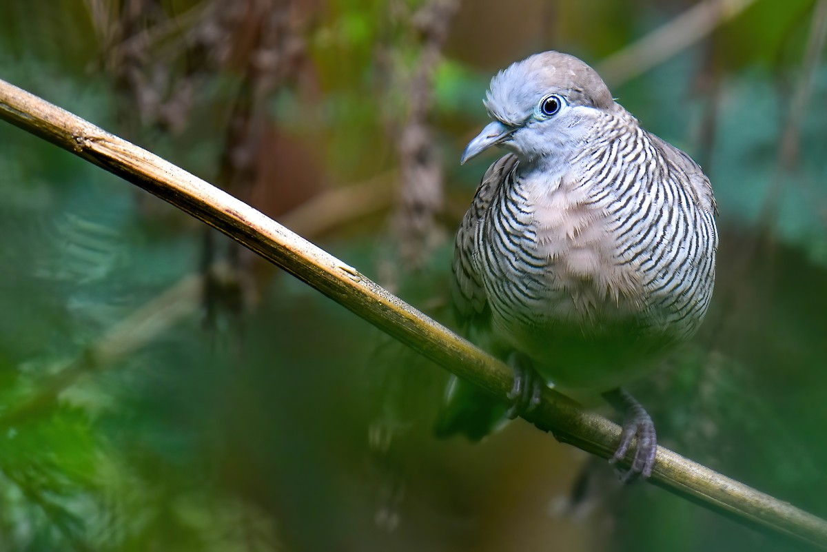 Zebra Dove - ML635941741