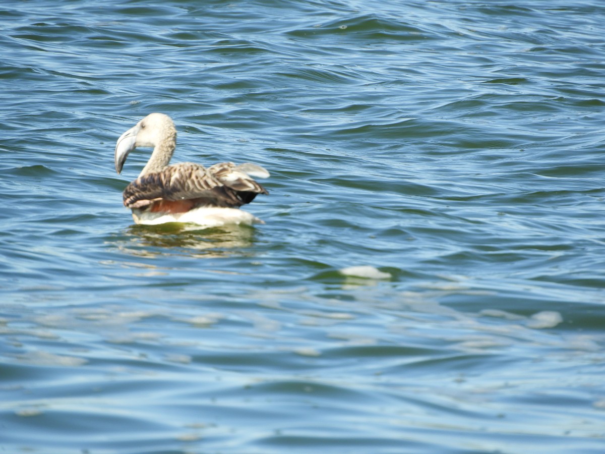 Chilean Flamingo - ML635941743