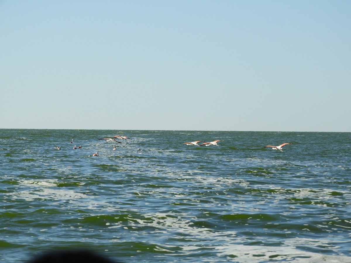 Chilean Flamingo - ML635941744