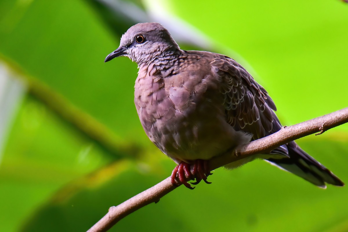 Spotted Dove - ML635941745