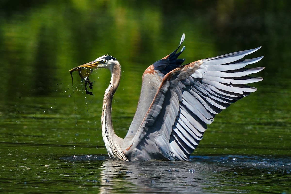 Great Blue Heron - ML635941746