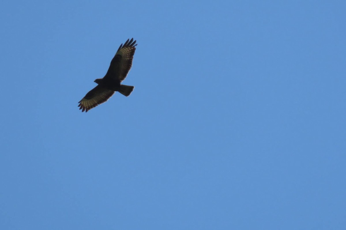 Common Buzzard - ML635941752