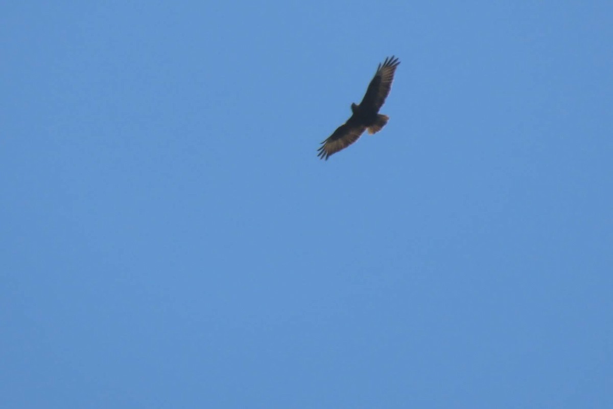 Common Buzzard - ML635941753
