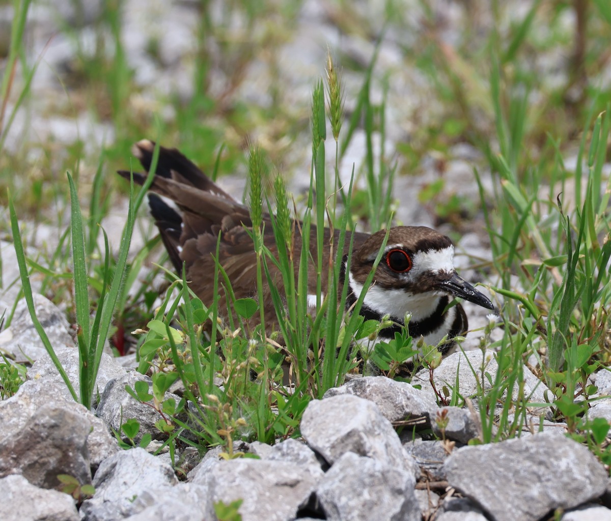 Killdeer - ML635941754