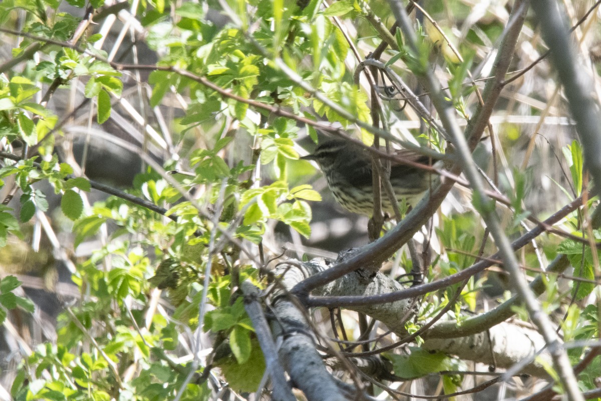 Northern Waterthrush - ML635941764