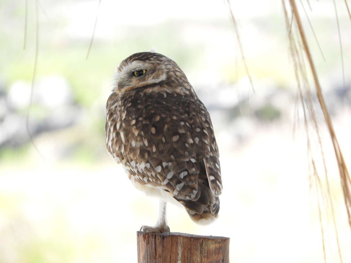 Burrowing Owl - ML635941765