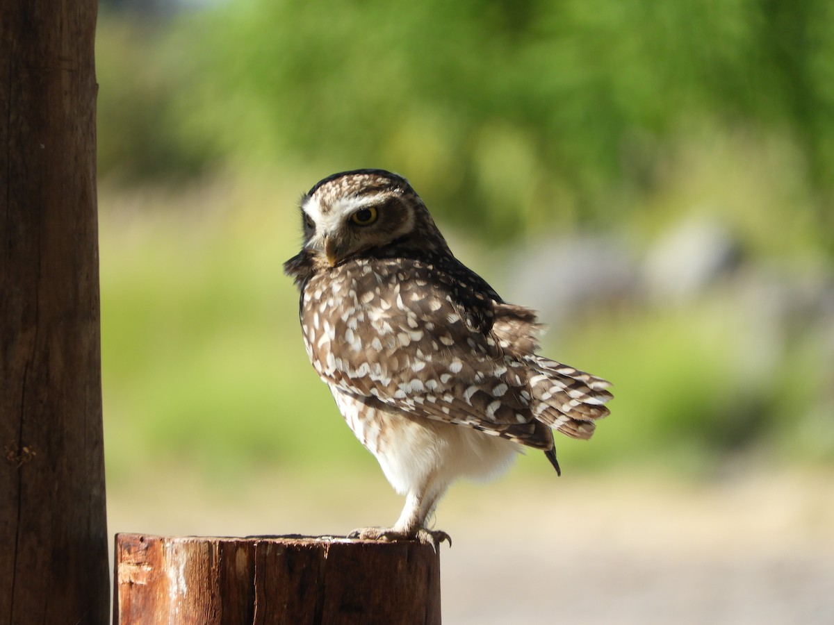 Burrowing Owl - ML635941766