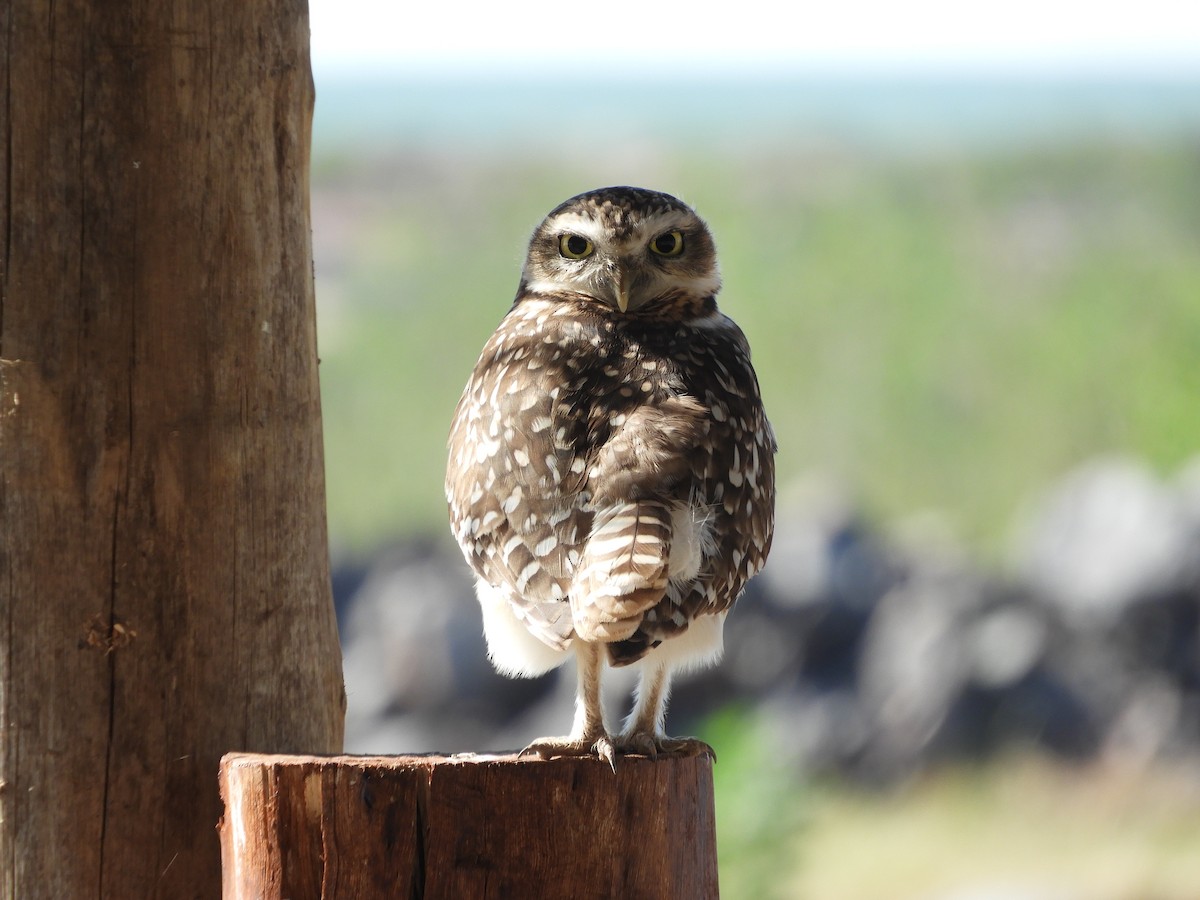 Burrowing Owl - ML635941767