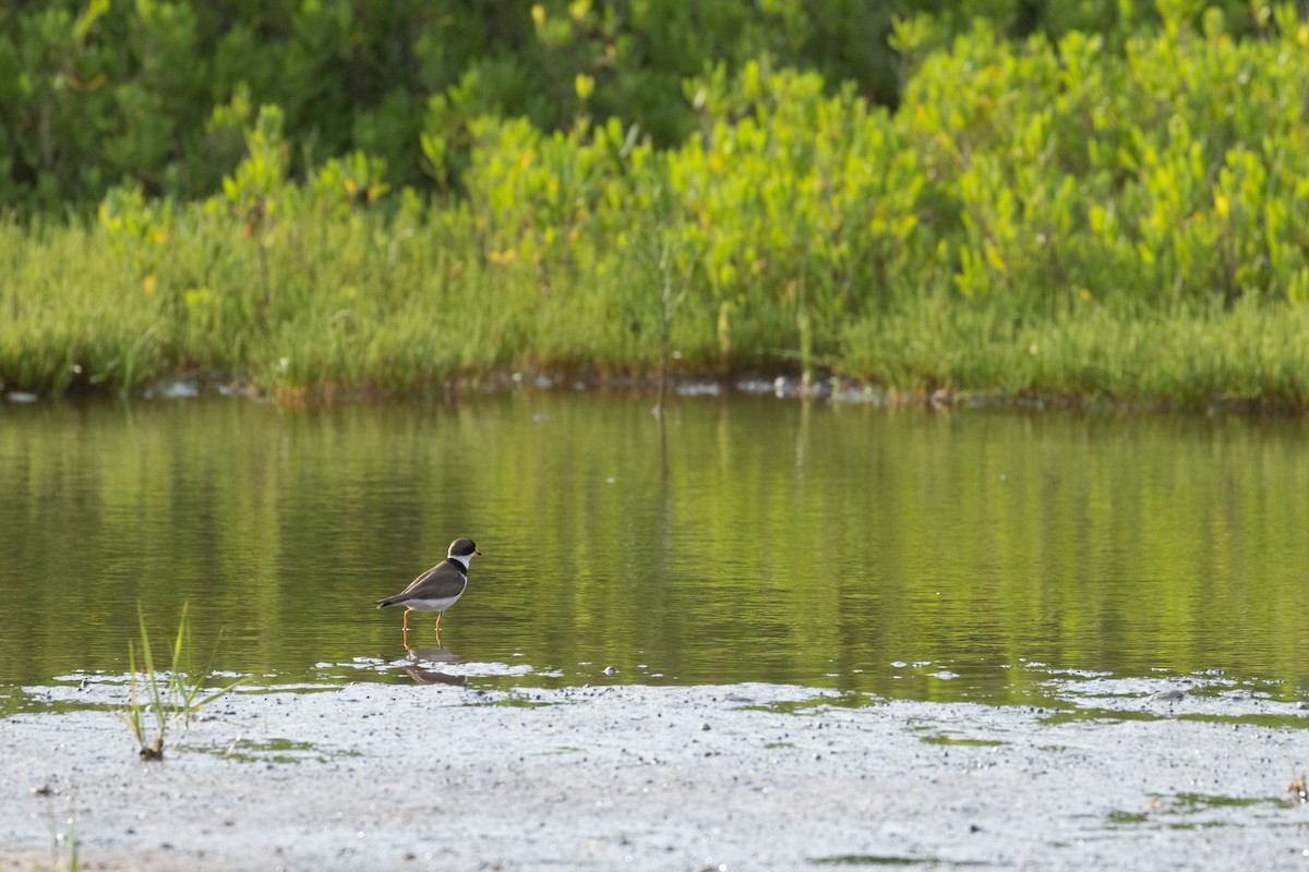 Semipalmated Plover - ML635941768