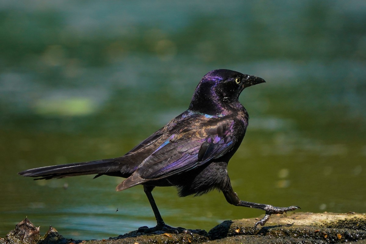 Common Grackle - ML635941769