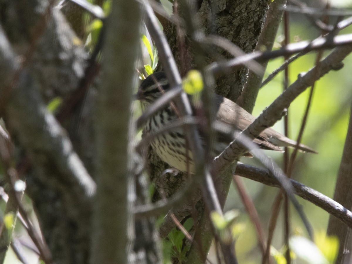 Northern Waterthrush - ML635941771