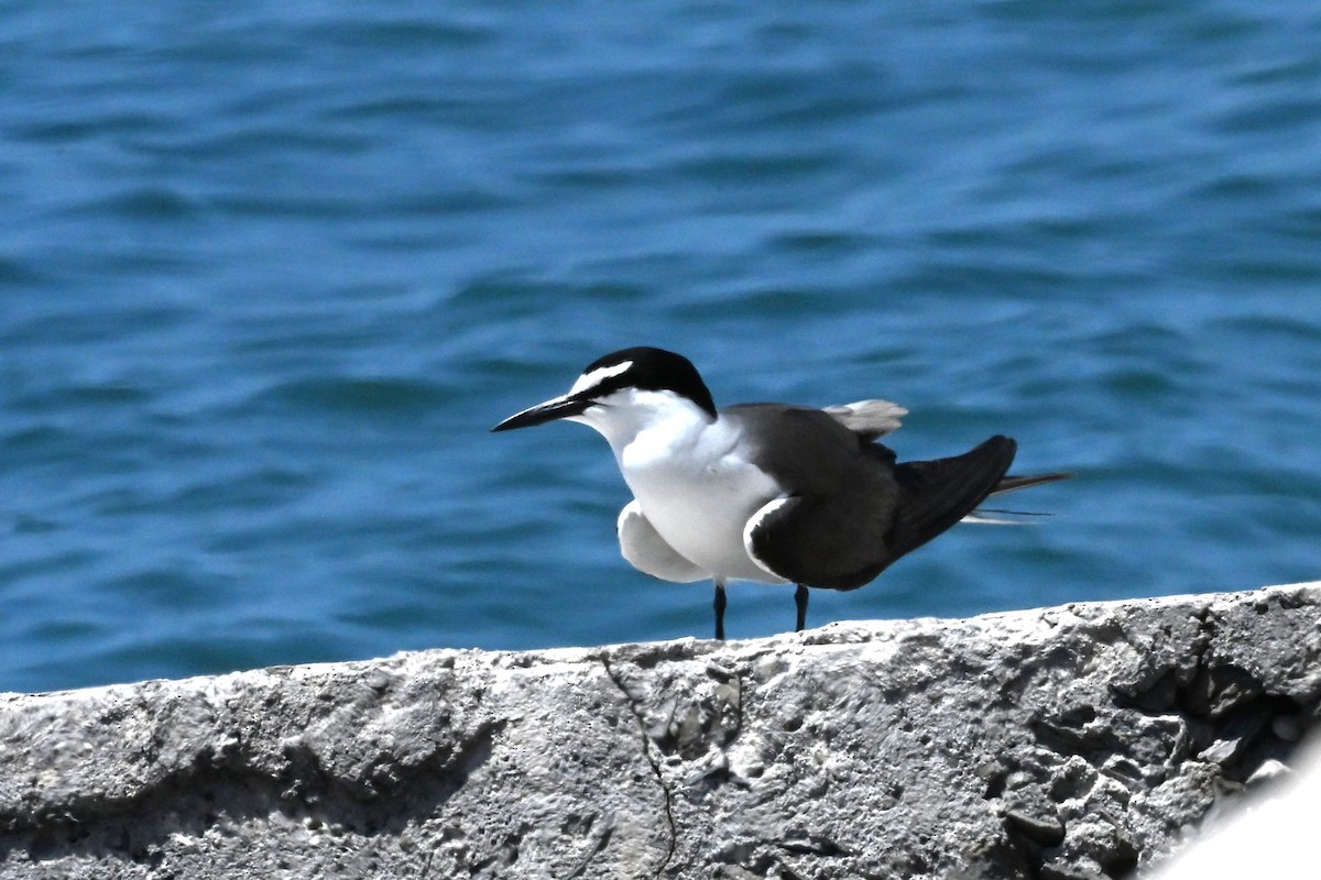 Bridled Tern - ML635941772