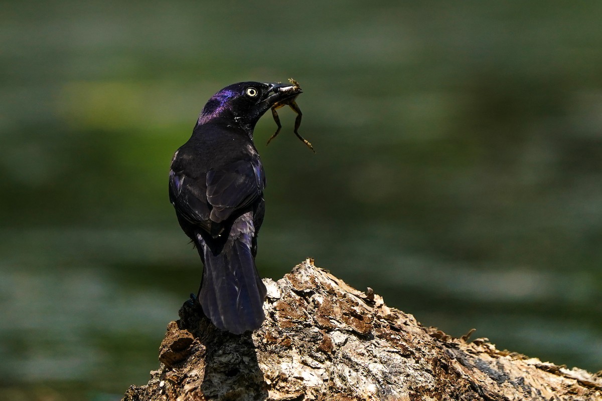 Common Grackle - ML635941773