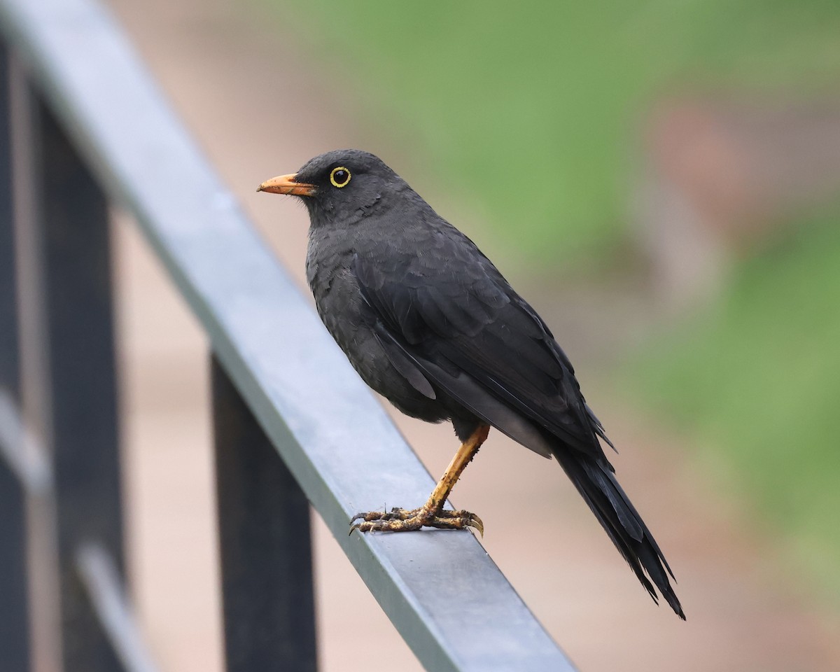 Great Thrush - ML635941774