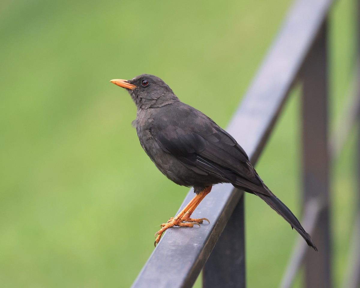 Great Thrush - ML635941775