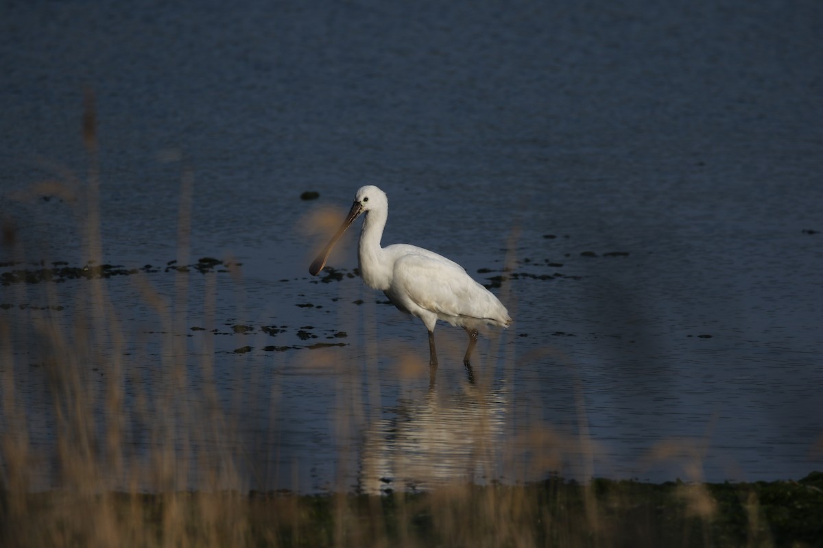 Eurasian Spoonbill - ML635941777