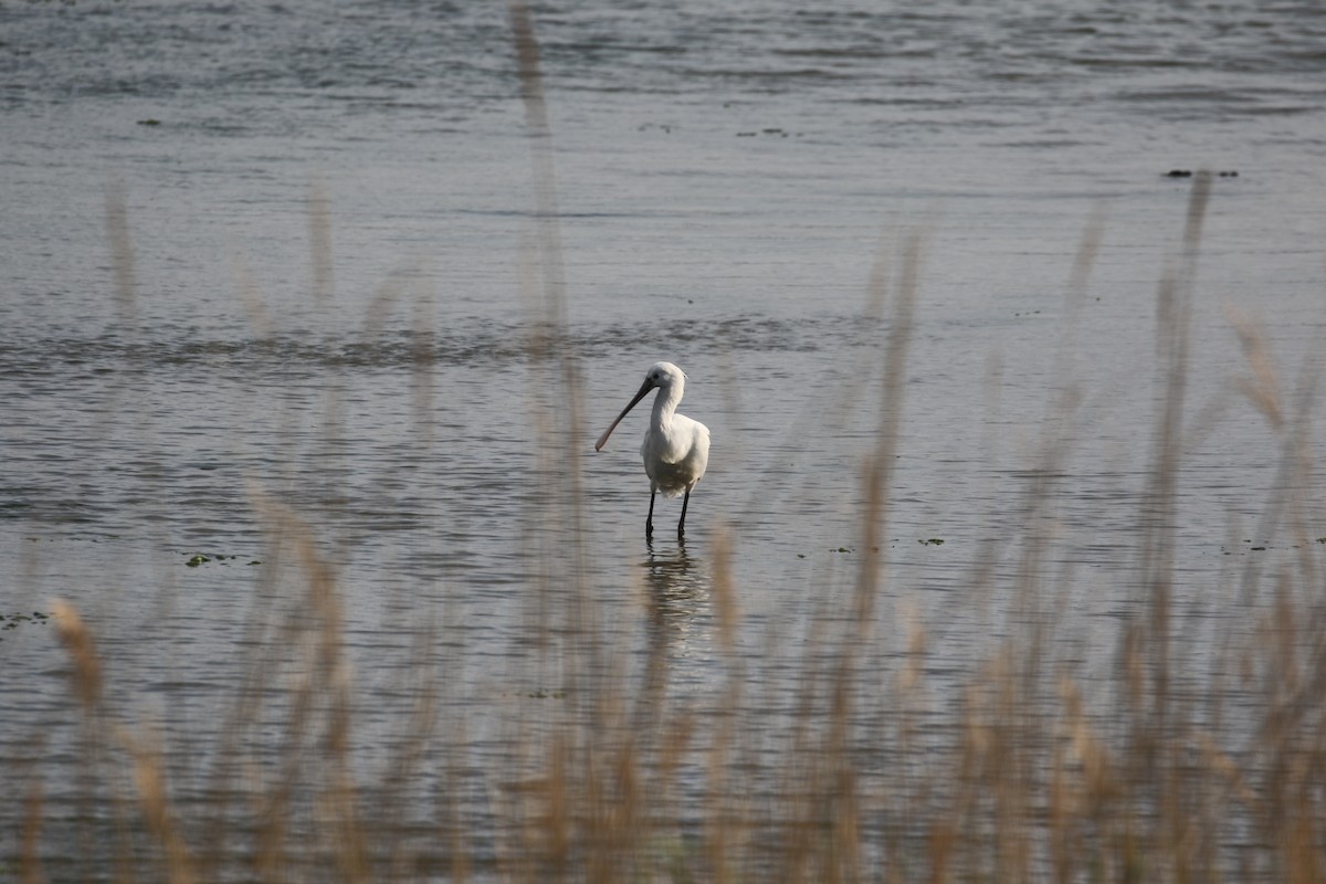 Eurasian Spoonbill - ML635941778