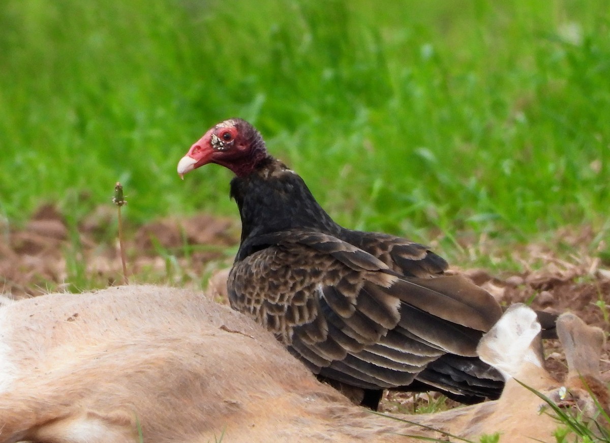 Turkey Vulture - ML635941780