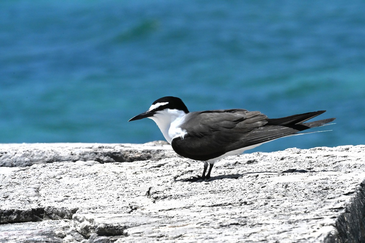 Bridled Tern - ML635941781