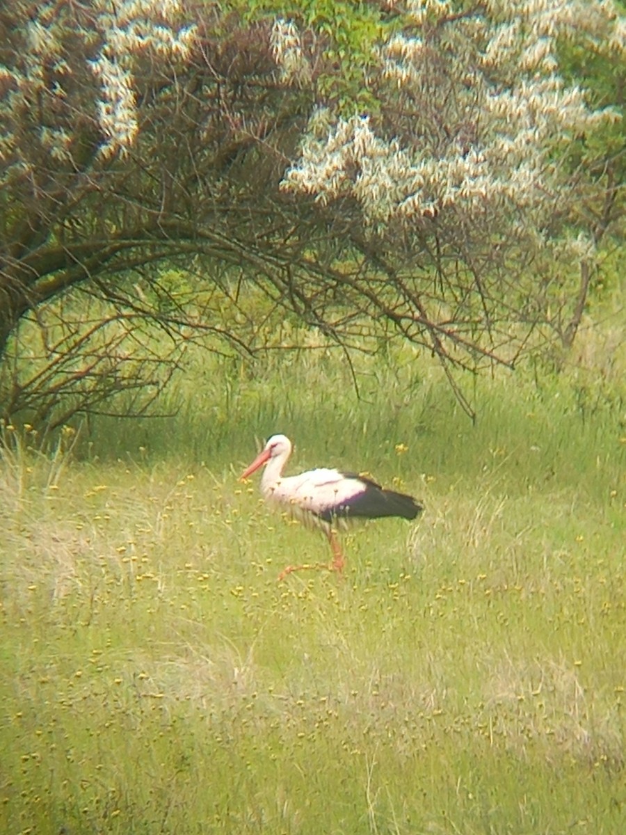 White Stork - ML635941877