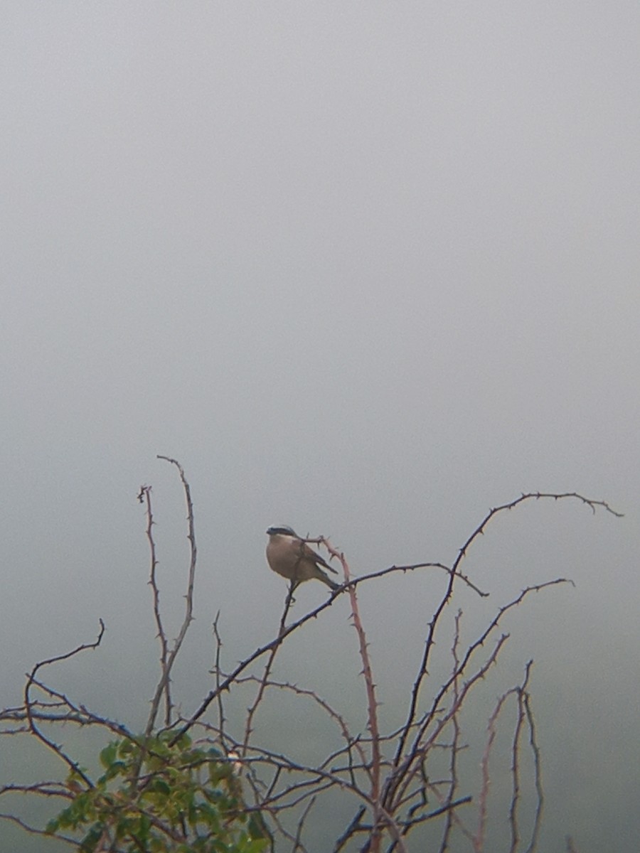 Red-backed Shrike - ML635941908