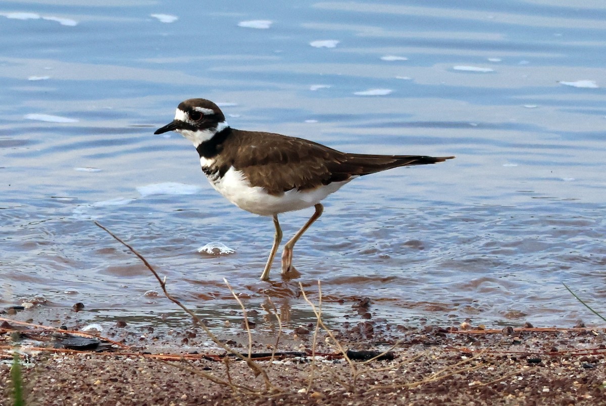 Killdeer - ML635941928