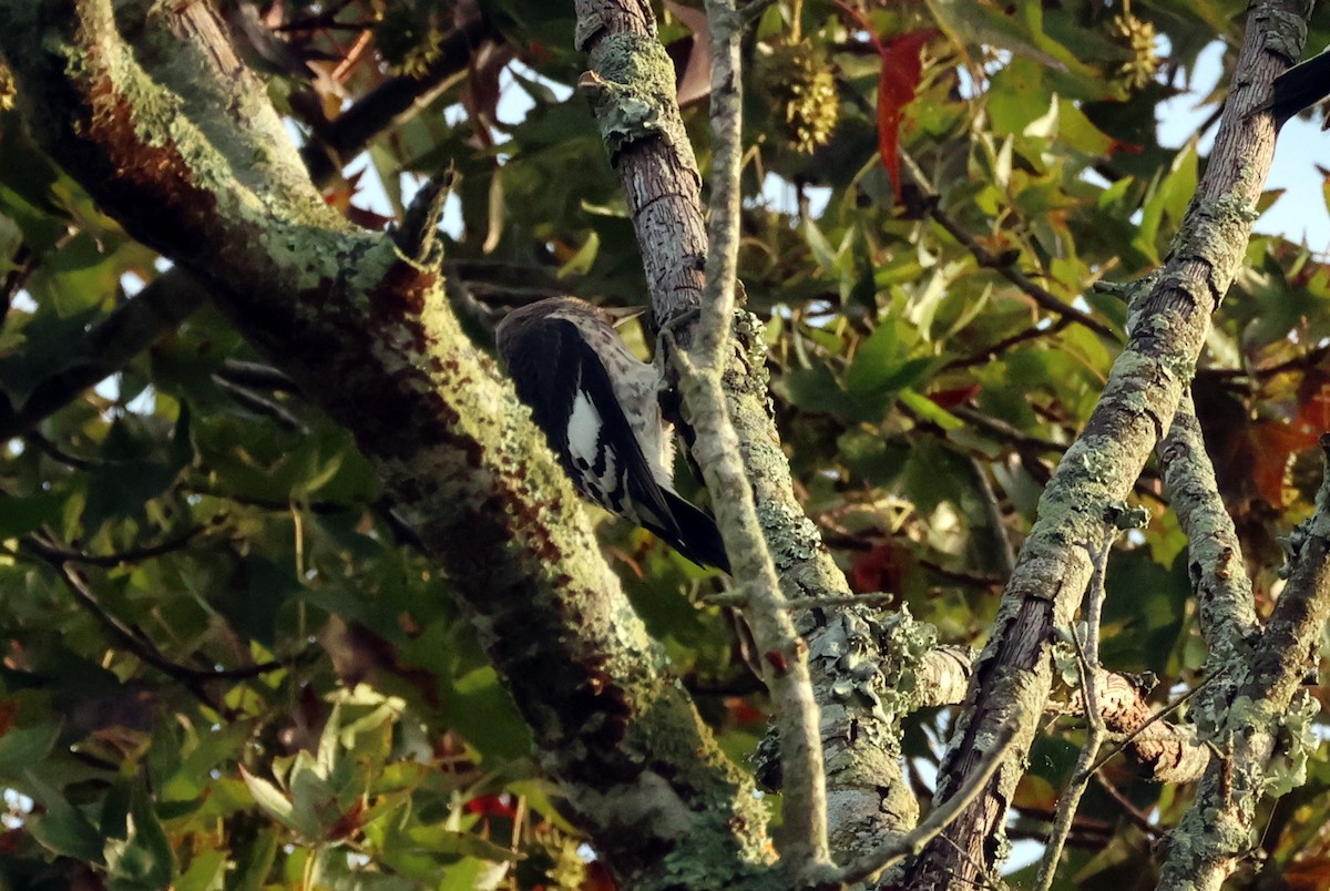 Red-headed Woodpecker - ML635941948