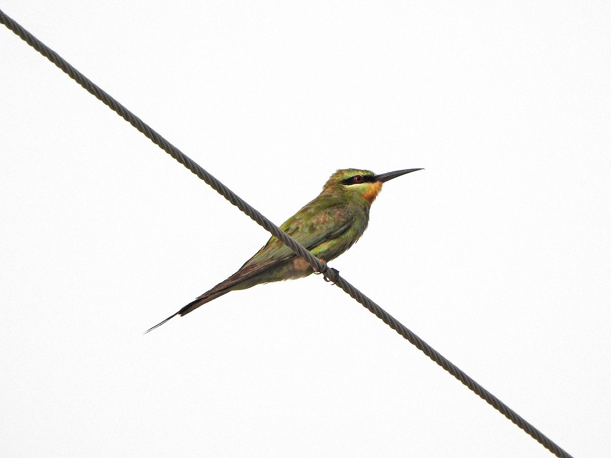 Abejaruco Persa - ML635941956