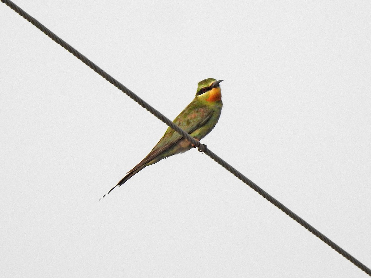 Abejaruco Persa - ML635941957