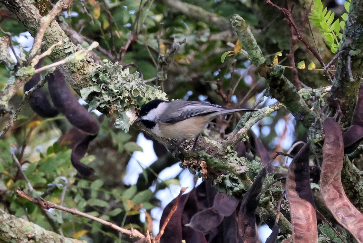 Carolina Chickadee - ML635941984